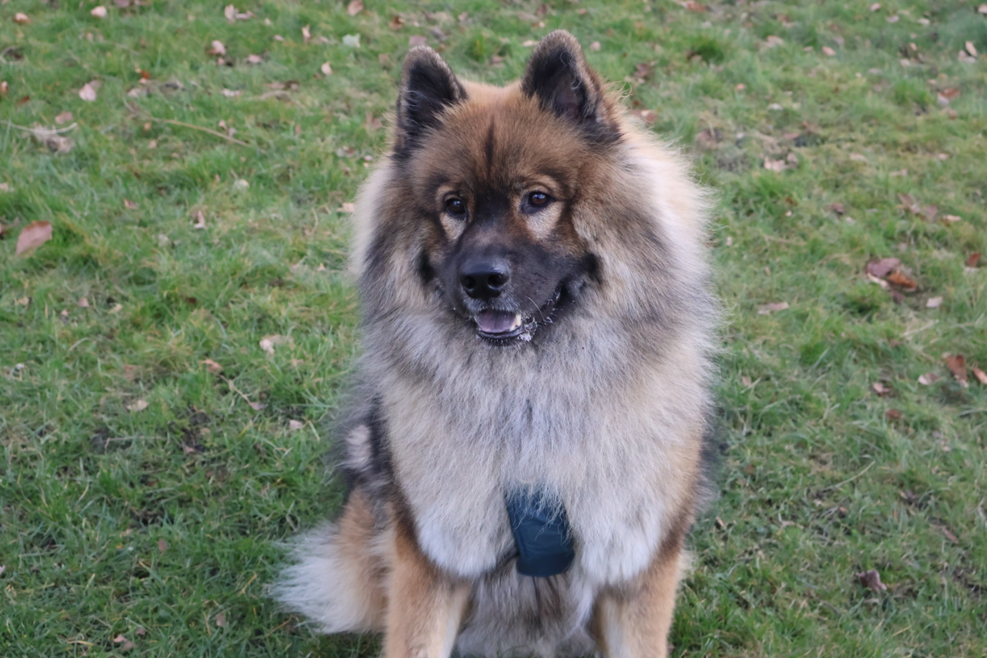 Skovagergaards Happy Hector