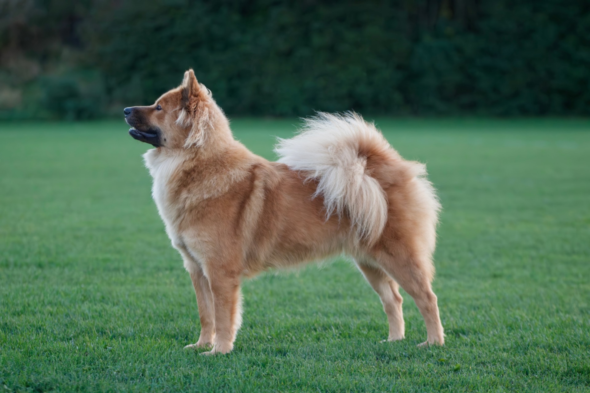 Valanjou Maiggy des Legendes De Retz