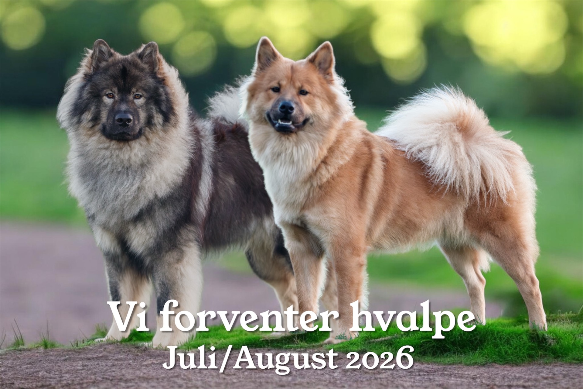 Forventer sommerhvalpe 🐶 
