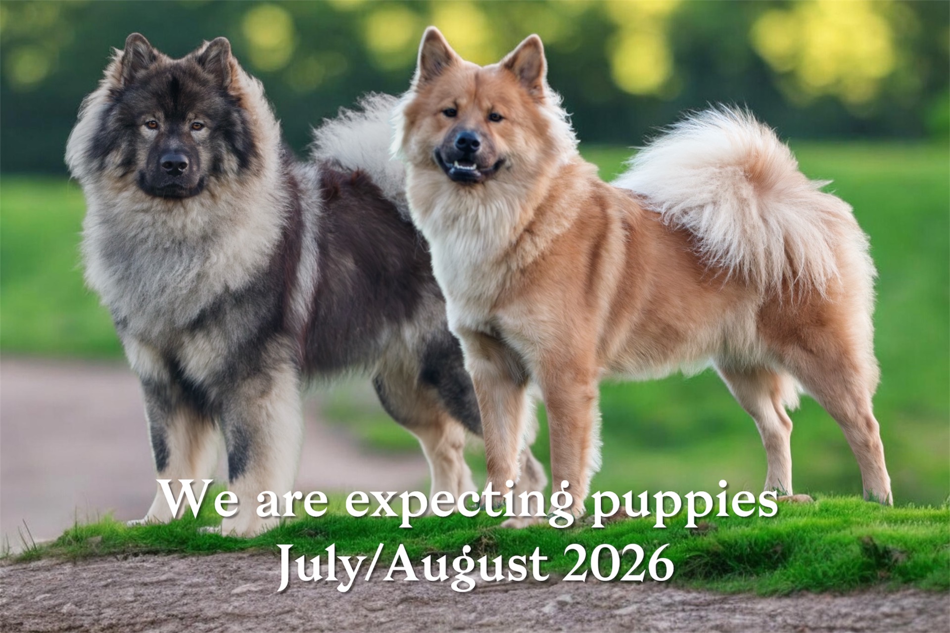 Get more information under “Puppy Plans” 🐶