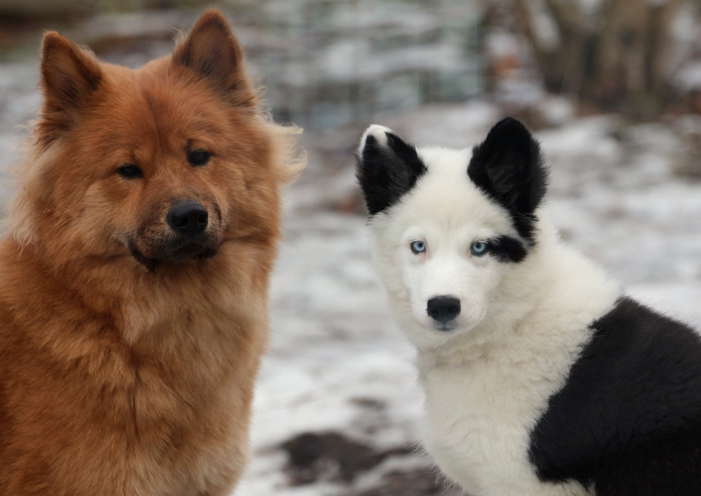 (Eurasier) Cholie & (Yakutskaya Laika) Leischa